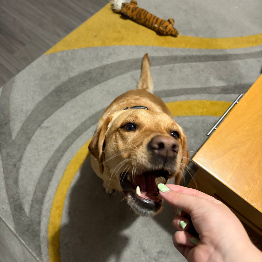 Salmon Training Bones