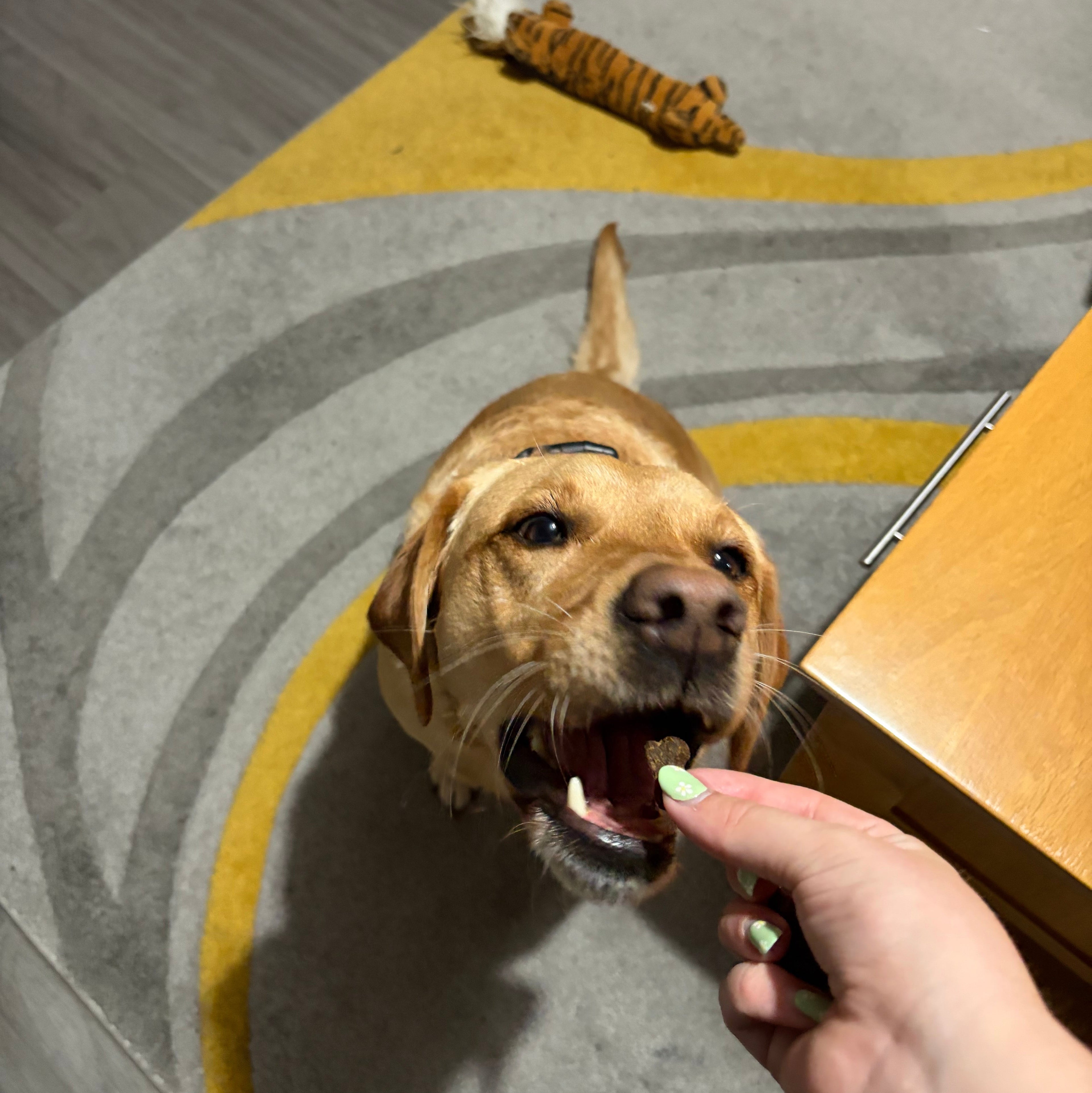 Salmon Training Bones
