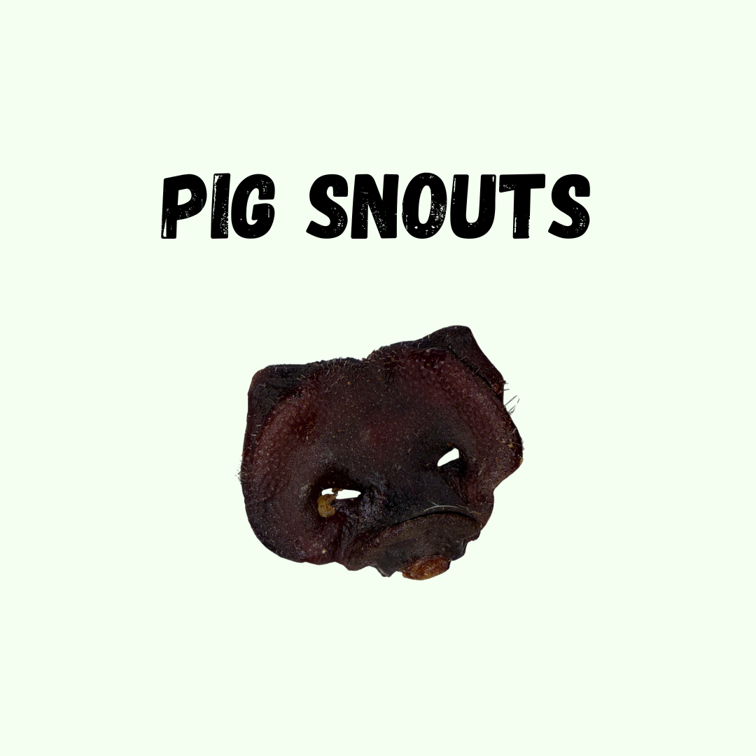 Pig Snout
