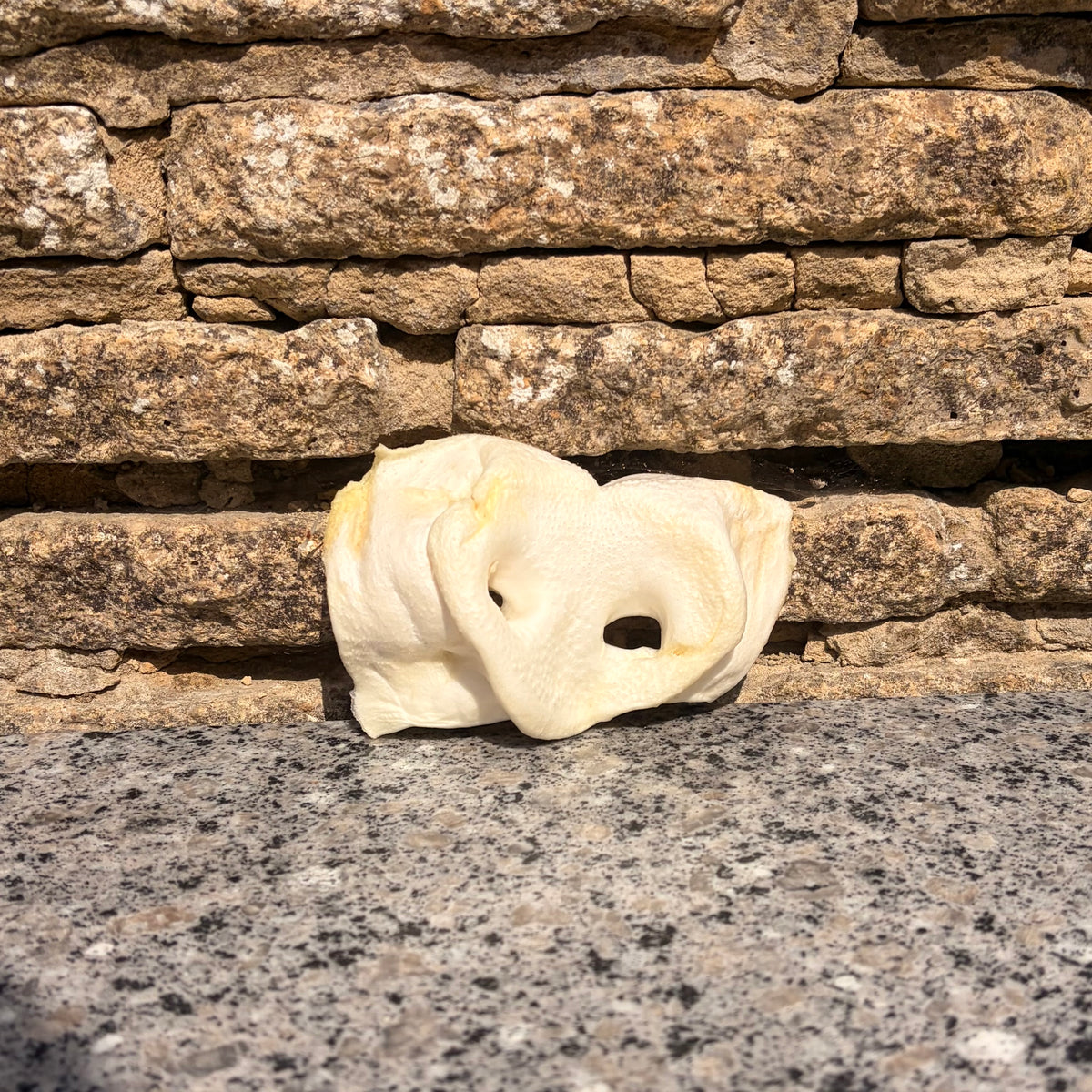 Puffed Pig Snout - Large