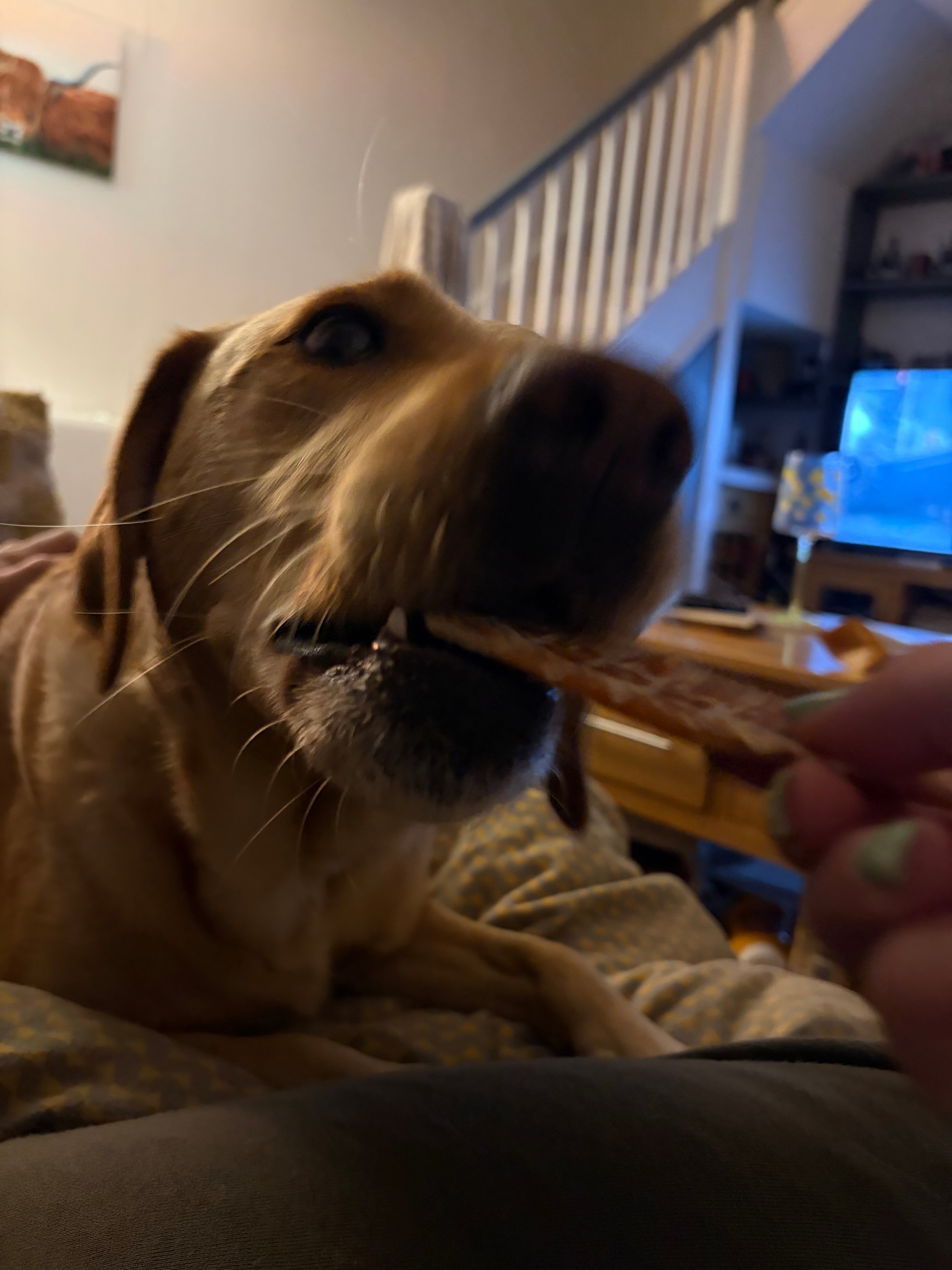 Chicken Jerky