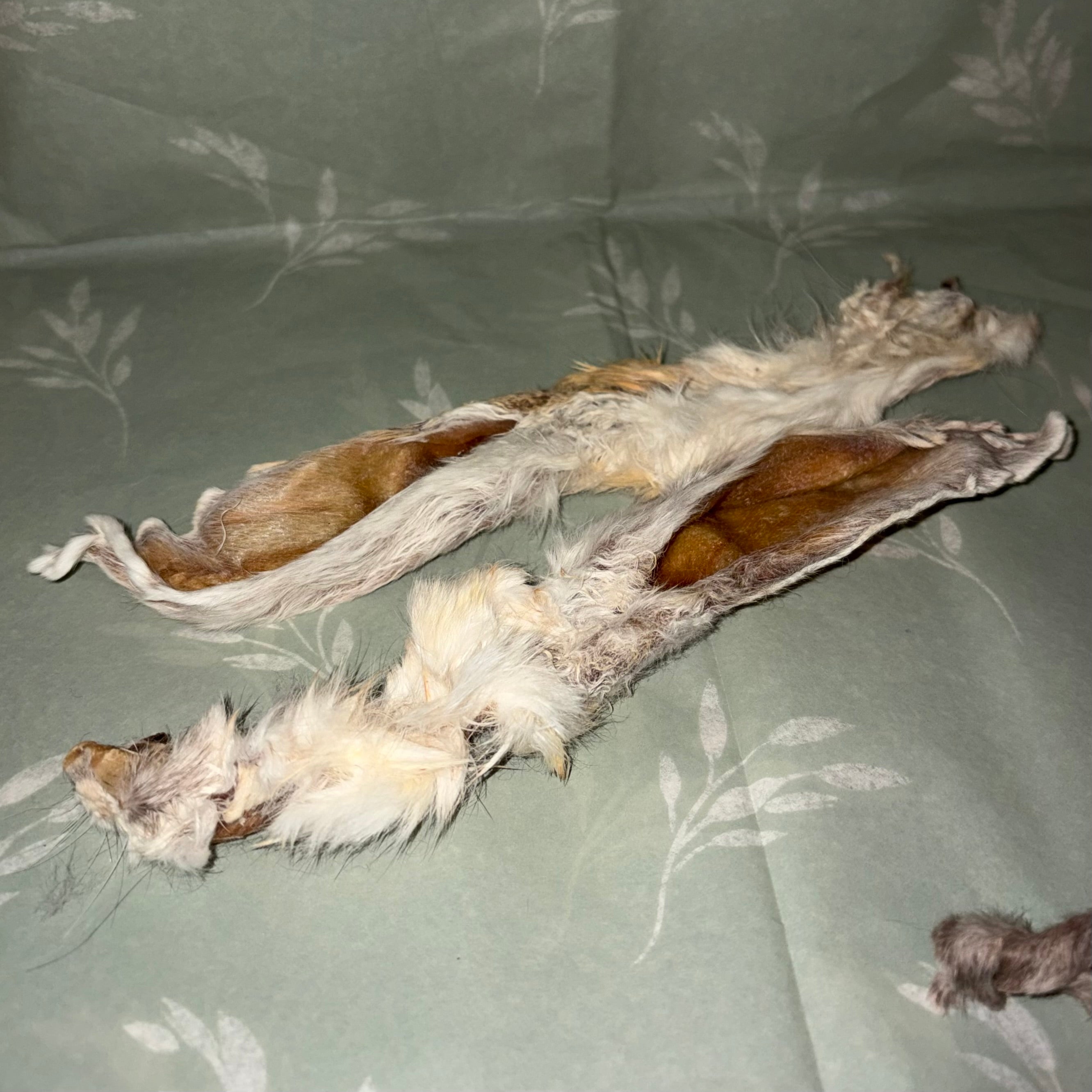 Hairy Rabbit Ear