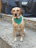 Green Pokadot Bandana