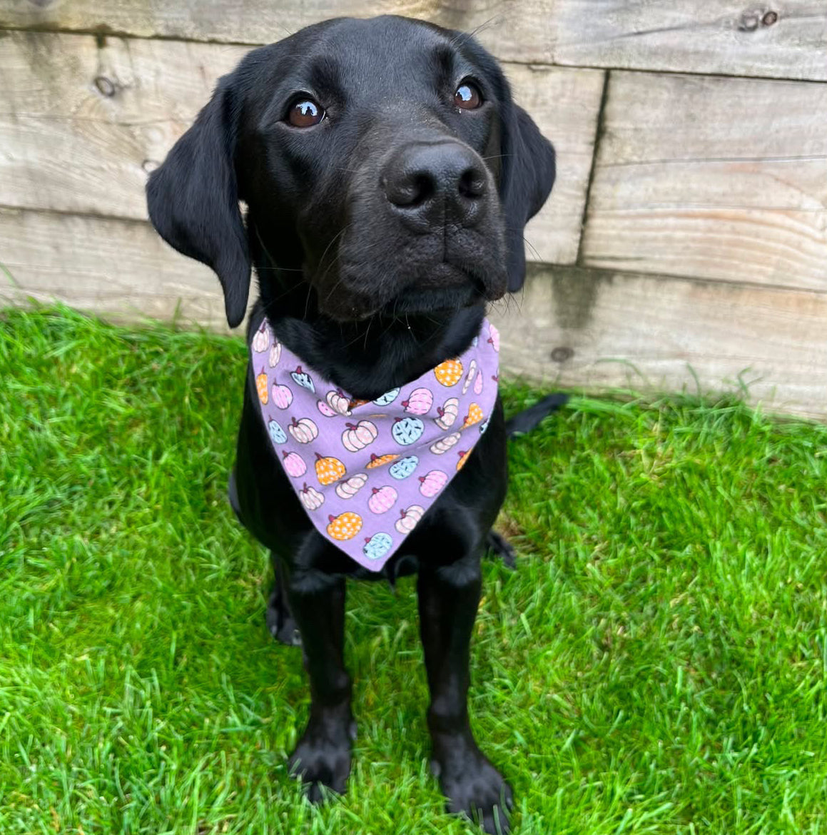 Pumpkin Print Bandana