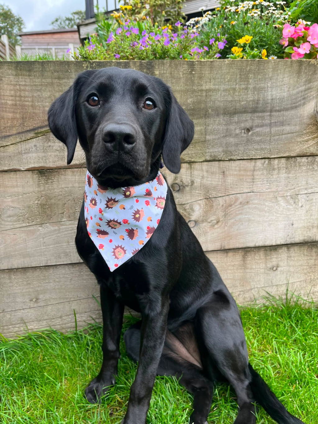 Hedgehog Print Bandana