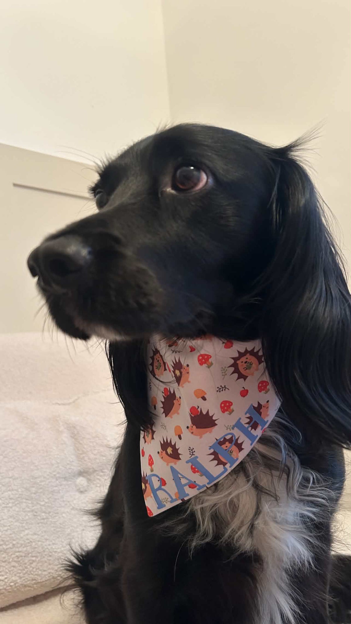 Hedgehog Print Bandana