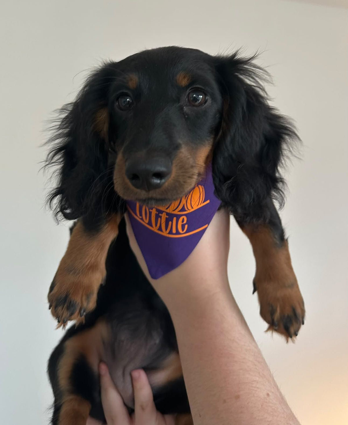 Halloween Pumpkin Print Bandana