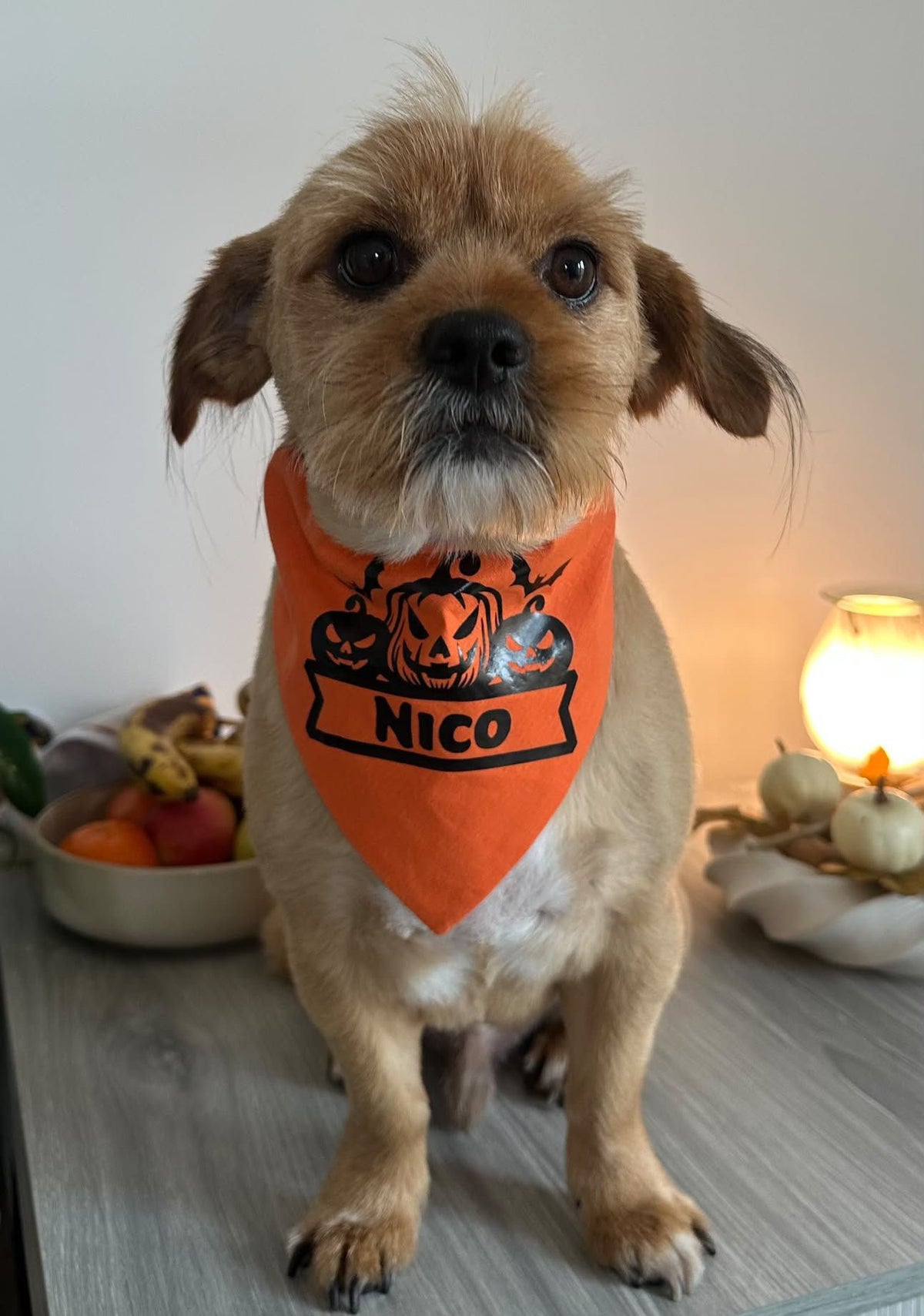 Halloween Pumpkin & Bat Bandana