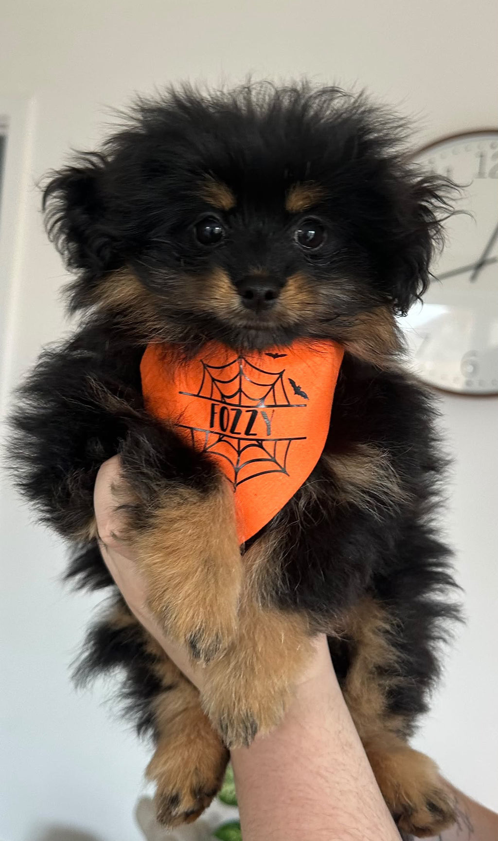 Halloween Spider Web Bandana